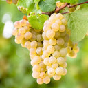 Sauvignon Blanc