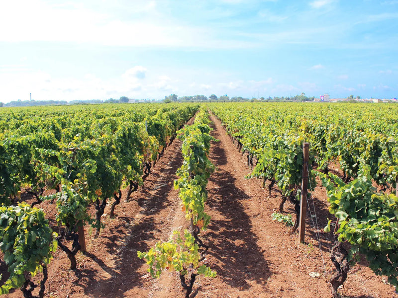 Vigneti del Salento