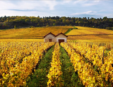 Francusko vino