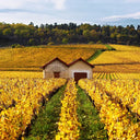 Francusko vino – Šampanja, Burgundija, Loara, Langdok