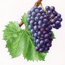 Garnacha
