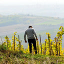 Srpsko vino – prokupac, tamjanika, kadarka