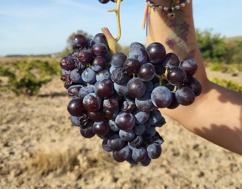 Garnacha
