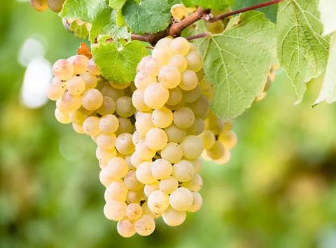 Sauvignon Blanc