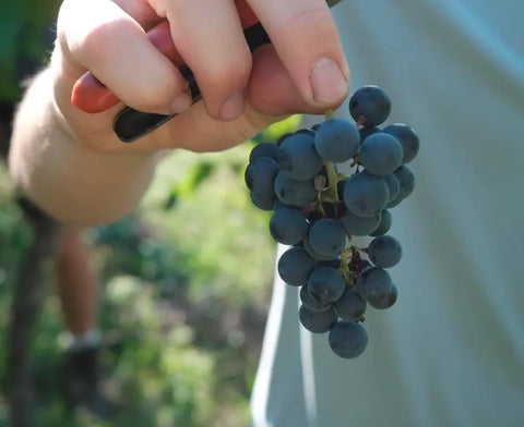 Blaufrankisch (Frankovka)