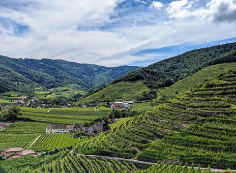 Austrijska vina