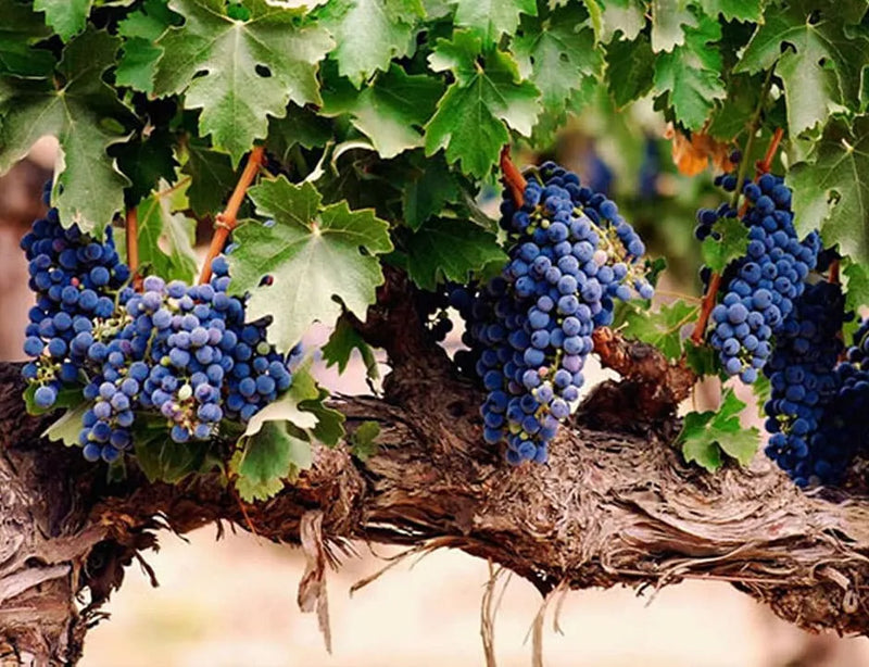 Dimitri Wine