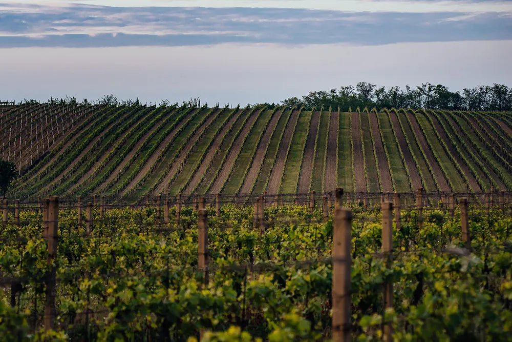 Nestarec Vineyard