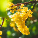 Chardonnay
