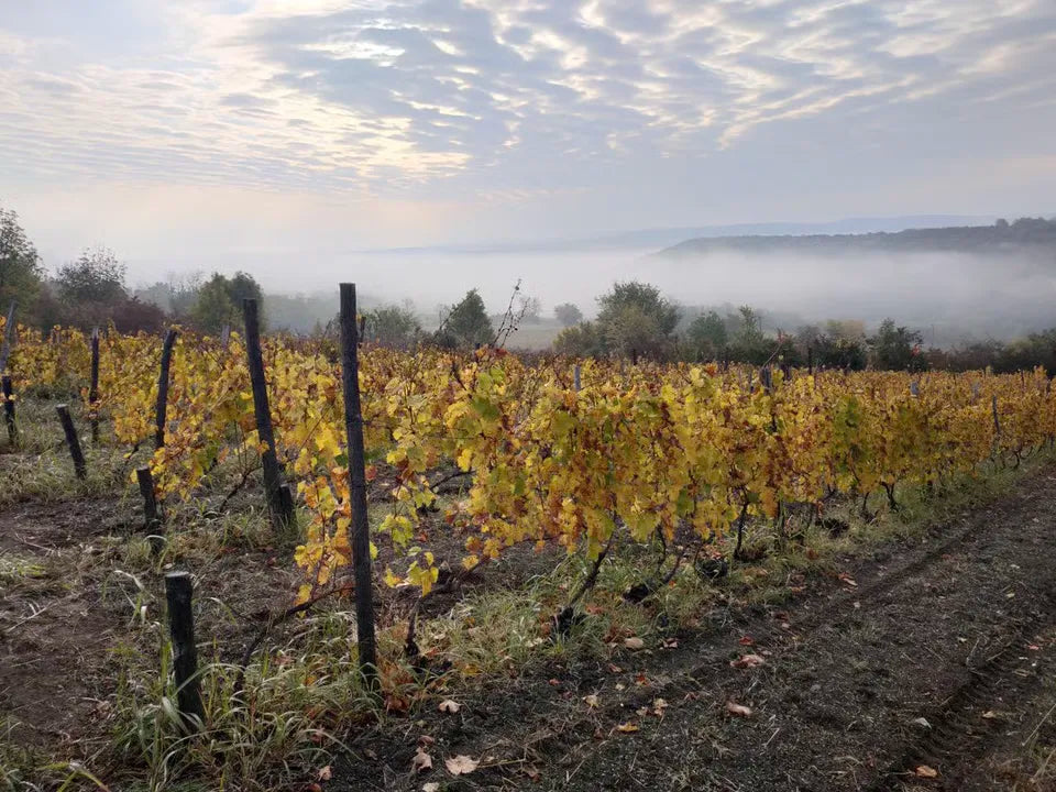 Chardonnay Francuska Vinarija