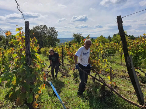 Francuska vinarija Bongiraud