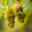 Furmint
