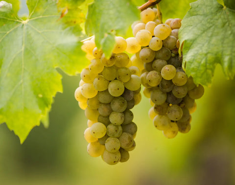 Furmint