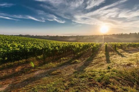 Italijansko vino