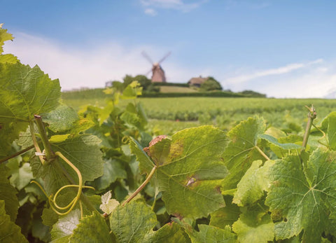 Slovenačka vina