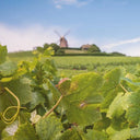 Slovenačko vino: Brda, Kras, Štajerska
