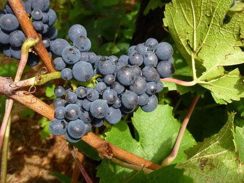 Pinot Noir