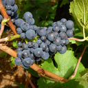 Pinot Noir