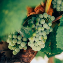 Špansko vino – Katalonija, Galicija, Priorat